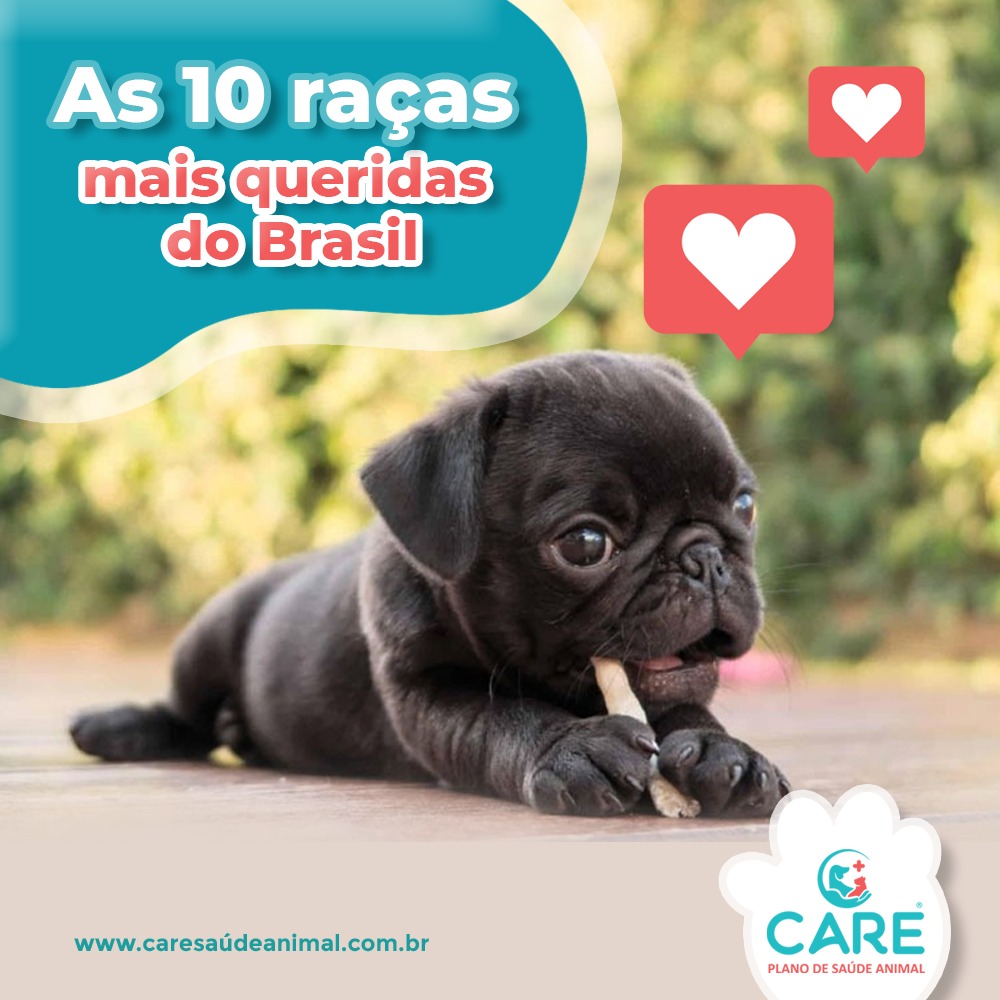 AS RAÇAS DE CÃES MAIS QUERIDINHAS DO BRASIL – Care Saúde Animal