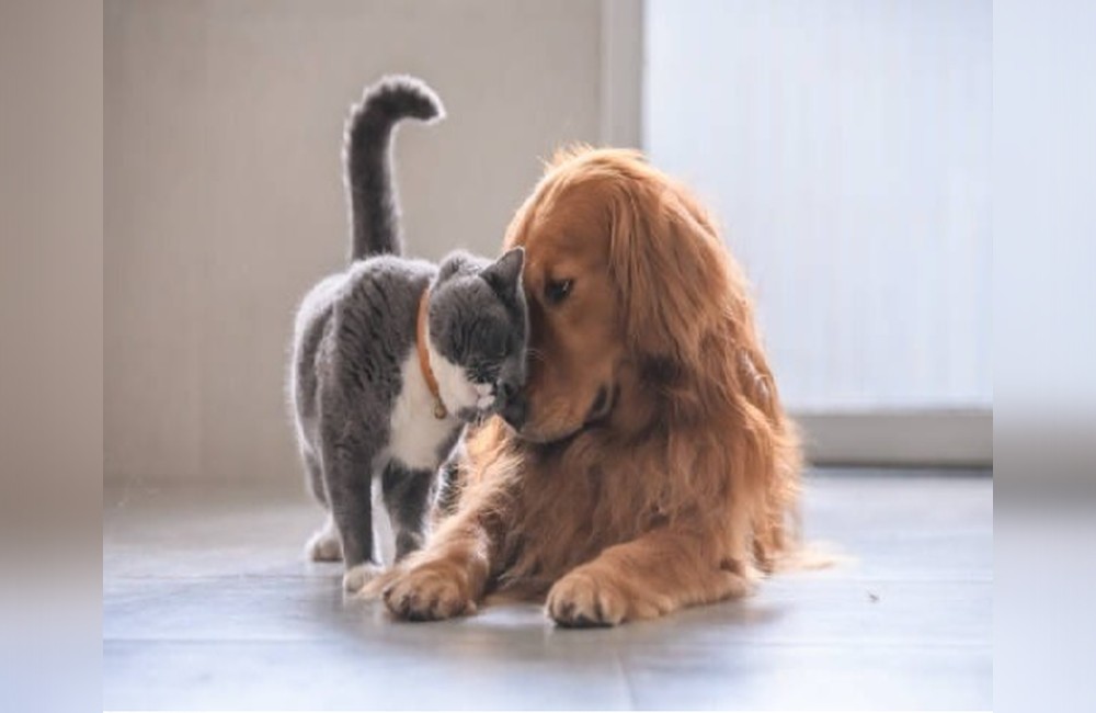 VETERINARIA SANTA CLARA